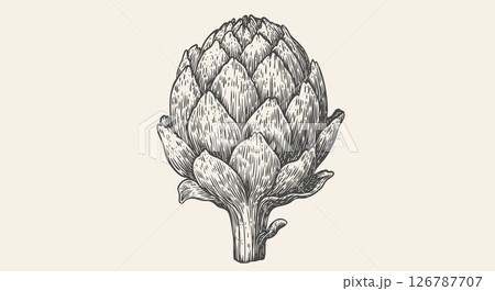 Artichoke, sketch organic vegetable. Vintage retro print, black white artichoke drawing, sketch ink pencil draw, engrave old school style. Sketch artwork silhouette artichoke. Vector Illustration Artichoke, sketch organic vegetable. Vintage retro print, black white artichoke drawing, sketch ink pencil draw, engrave old school style. Sketch artwork silhouette artichoke. Vector Illustration 126787707
