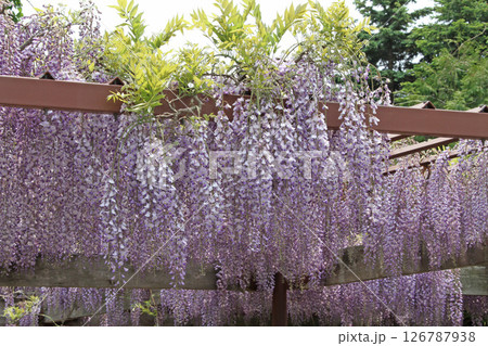 フジ 藤 フジの花 藤棚 フジ 藤 フジの花 藤棚 126787938