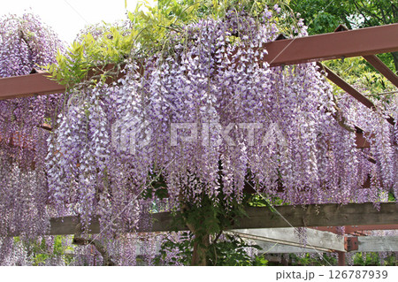 フジ 藤 フジの花 藤棚 フジ 藤 フジの花 藤棚 126787939