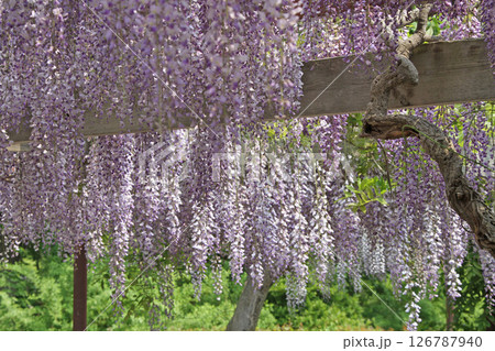 フジ　藤　フジの花　藤棚 126787940