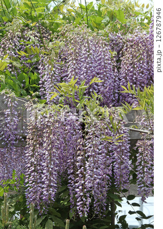 フジ 藤 フジの花 藤棚 フジ 藤 フジの花 藤棚 126787946