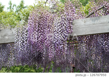 フジ 藤 フジの花 藤棚 フジ 藤 フジの花 藤棚 126787950