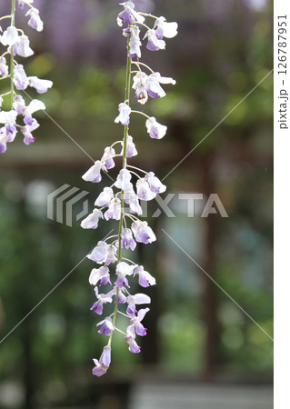 フジ　藤　フジの花　藤棚 126787951