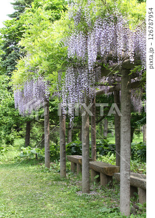 フジ　藤　フジの花　藤棚 126787954