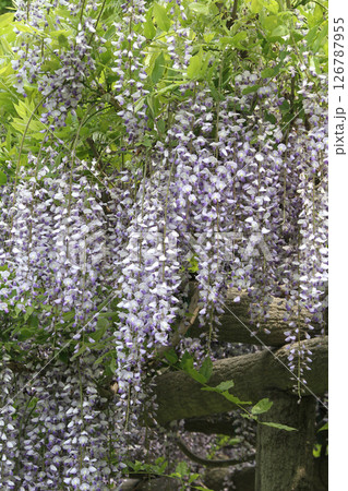 フジ　藤　フジの花　藤棚 126787955