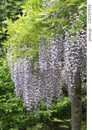 フジ　藤　フジの花　藤棚 126787956