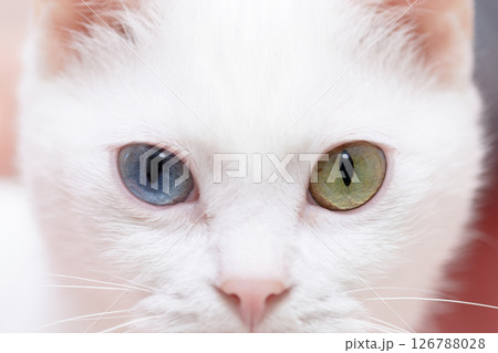 オッドアイの白い猫 オッドアイの白い猫 126788028