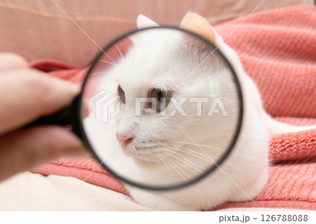 猫の顔を虫眼鏡で拡大 126788088