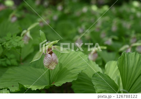 クマガイソウ クマガイソウ 126788122