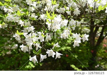 シロヤシオ 126788123