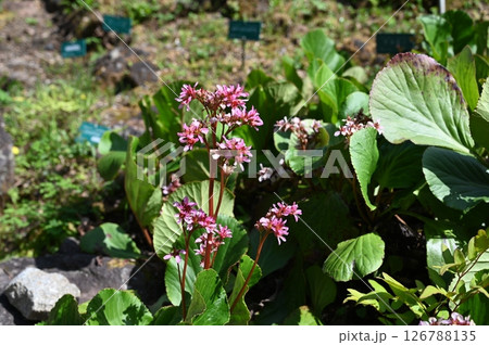 ヒマラヤユキノシタ 126788135