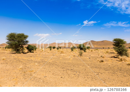 Desert landscape with scattered trees and hills in the Sahara, Morocco Desert landscape with scattered trees and hills in the Sahara, Morocco 126788166