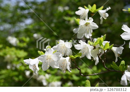 シロヤシオ シロヤシオ 126788312