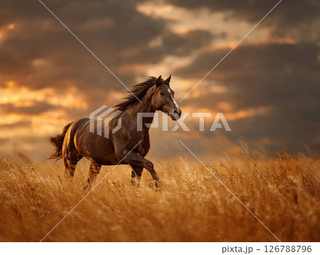 Galloping horse in a golden field at sunset 126788796