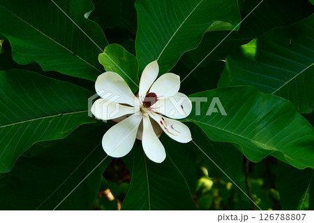 岩手県一戸町御所野遺跡公園の縄文の森のホウノキの花 岩手県一戸町御所野遺跡公園の縄文の森のホウノキの花 126788807