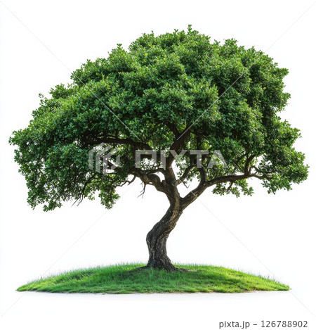 Large Tree with Deep Green Leaves on White Background 126788902