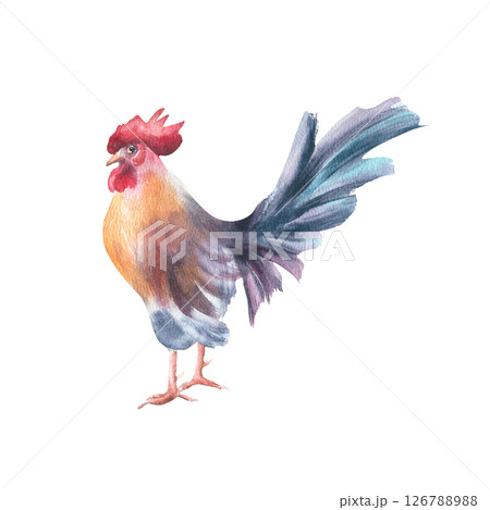 Colorful rooster hand painted watercolor isolated on white. Cockerel with orange breast and blue tail drawing. Rustic bird sketch for farmhouse wall art, farm to table design, and poultry branding. 126788988