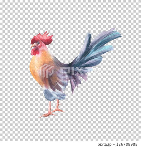 Colorful rooster hand painted watercolor isolated on white. Cockerel with orange breast and blue tail drawing. Rustic bird sketch for farmhouse wall art, farm to table design, and poultry branding. 126788988
