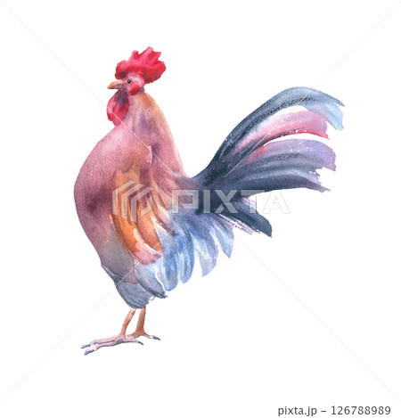 Rooster red blue soft watercolor illustration isolated. Village bird drawing. Vibrant farm animal sketch hand drawn for rustic kitchen decor, countryside prints, and organic branding farm to table. Rooster red blue soft watercolor illustration isolated. Village bird drawing. Vibrant farm animal sketch hand drawn for rustic kitchen decor, countryside prints, and organic branding farm to table. 126788989