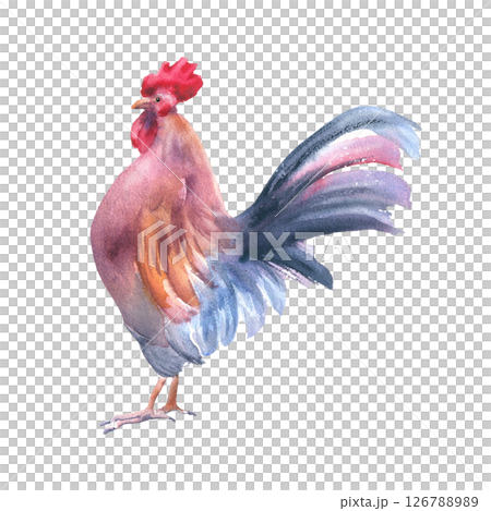 Rooster red blue soft watercolor illustration isolated. Village bird drawing. Vibrant farm animal sketch hand drawn for rustic kitchen decor, countryside prints, and organic branding farm to table. Rooster red blue soft watercolor illustration isolated. Village bird drawing. Vibrant farm animal sketch hand drawn for rustic kitchen decor, countryside prints, and organic branding farm to table. 126788989