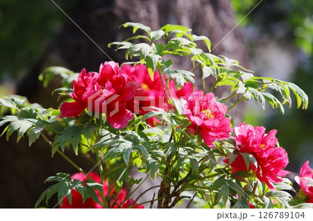 満開の赤い牡丹 126789104