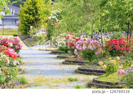 北近畿リゾート かに一番 バラ園 126789316