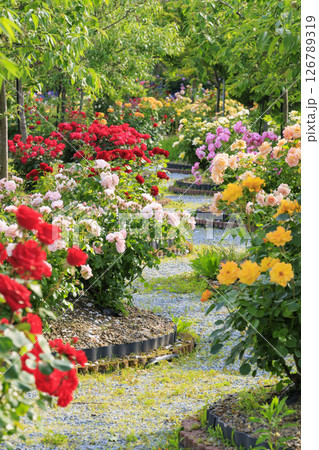 北近畿リゾート かに一番 バラ園 126789319