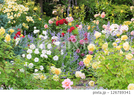 北近畿リゾート かに一番 バラ園 126789341