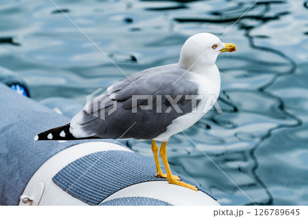 Close-Up of Yellow-Legged Gull on Inflatable Dock Close-Up of Yellow-Legged Gull on Inflatable Dock 126789645
