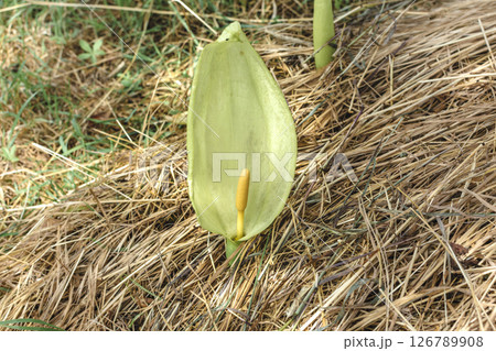 Italian arum at the foot of a tree in the mulch, real life photo, arum italicum Italian arum at the foot of a tree in the mulch, real life photo, arum italicum 126789908