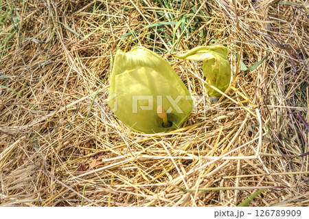 Italian arum at the foot of a tree in the mulch, real life photo, arum italicum Italian arum at the foot of a tree in the mulch, real life photo, arum italicum 126789909