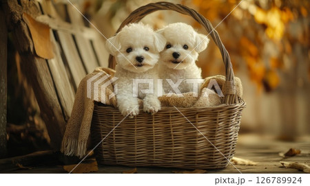 Two Fluffy White Puppies in Wicker Basket Autumn Leaves 126789924