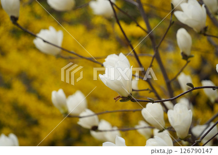 Close-up of  White Magnolia Blossoms with Yellow Forsythia in the Background 126790147