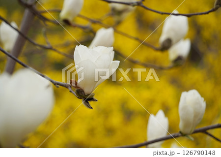 Close-up of  White Magnolia Blossoms with Yellow Forsythia in the Background 126790148