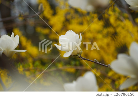 Close-up of White Magnolia Blossoms with Yellow Forsythia in the Background Close-up of White Magnolia Blossoms with Yellow Forsythia in the Background 126790150