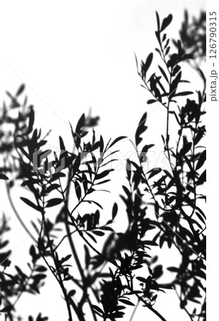 リアルな葉っぱのシルエットアート、風にそよぐオリーブ 126790315