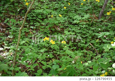 ヤマブキソウ 126790455