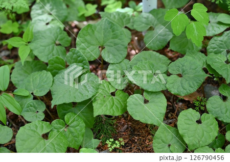 フタバアオイ 126790456