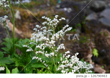 タンチョウソウ 126790463