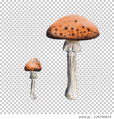 Set of fly agarics. Large mushroom with red cap and black dots. Small flexible mushroom with gray leg. Poisonous plants and mushrooms. Medicine for animals. Watercolor illustration. Hand drawing. Set of fly agarics. Large mushroom with red cap and black dots. Small flexible mushroom with gray leg. Poisonous plants and mushrooms. Medicine for animals. Watercolor illustration. Hand drawing. 126790624