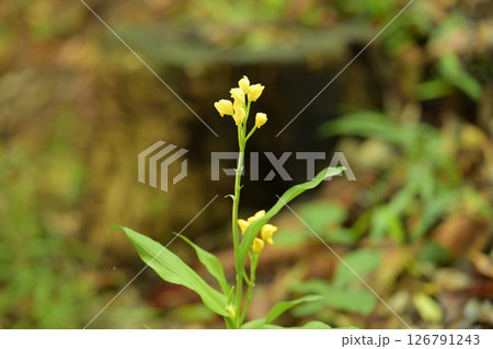 静寂の中の輝き金襴の花 126791243