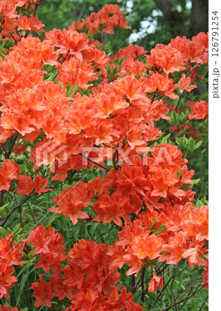 レンゲツツジ　蓮華躑躅　キレンゲツツジ　黄蓮華躑躅 126791254