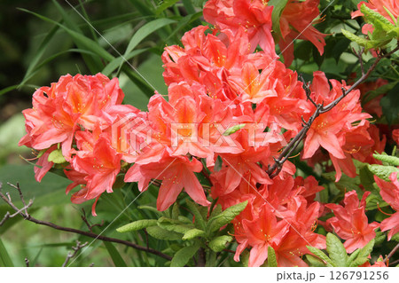 レンゲツツジ　蓮華躑躅　キレンゲツツジ　黄蓮華躑躅 126791256