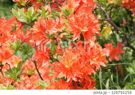 レンゲツツジ　蓮華躑躅　キレンゲツツジ　黄蓮華躑躅 126791258