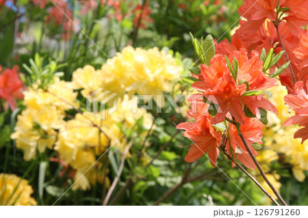 キレンゲツツジ 黄蓮華躑躅 レンゲツツジ 蓮華躑躅 キレンゲツツジ 黄蓮華躑躅 レンゲツツジ 蓮華躑躅 126791260