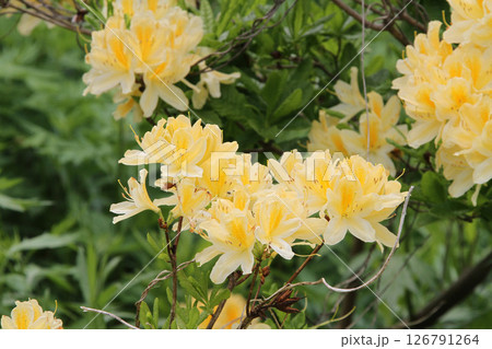 キレンゲツツジ　黄蓮華躑躅　レンゲツツジ　蓮華躑躅 126791264