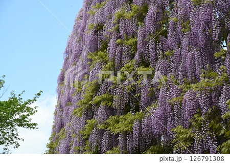 藤の花 126791308
