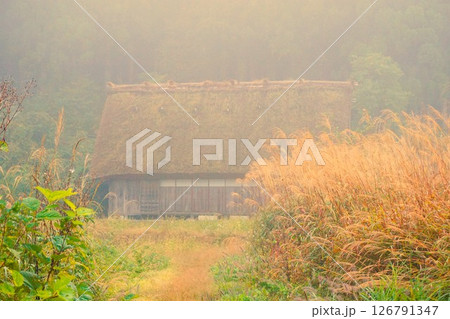 すすき 荻町合掌造り集落 世界文化遺産 白川郷 茅葺 すすき 荻町合掌造り集落 世界文化遺産 白川郷 茅葺 126791347