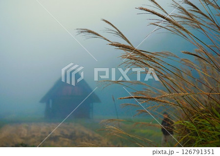 すすき　荻町合掌造り集落　世界文化遺産　白川郷　茅葺 126791351