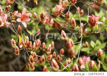 春の花、アゼリア躑躅咲く風景 春の花、アゼリア躑躅咲く風景 126791415